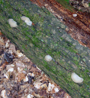 P. gelatinosum – This rotting hemlock tree was a good “incubator” for the Jelly Tooth Fungus.